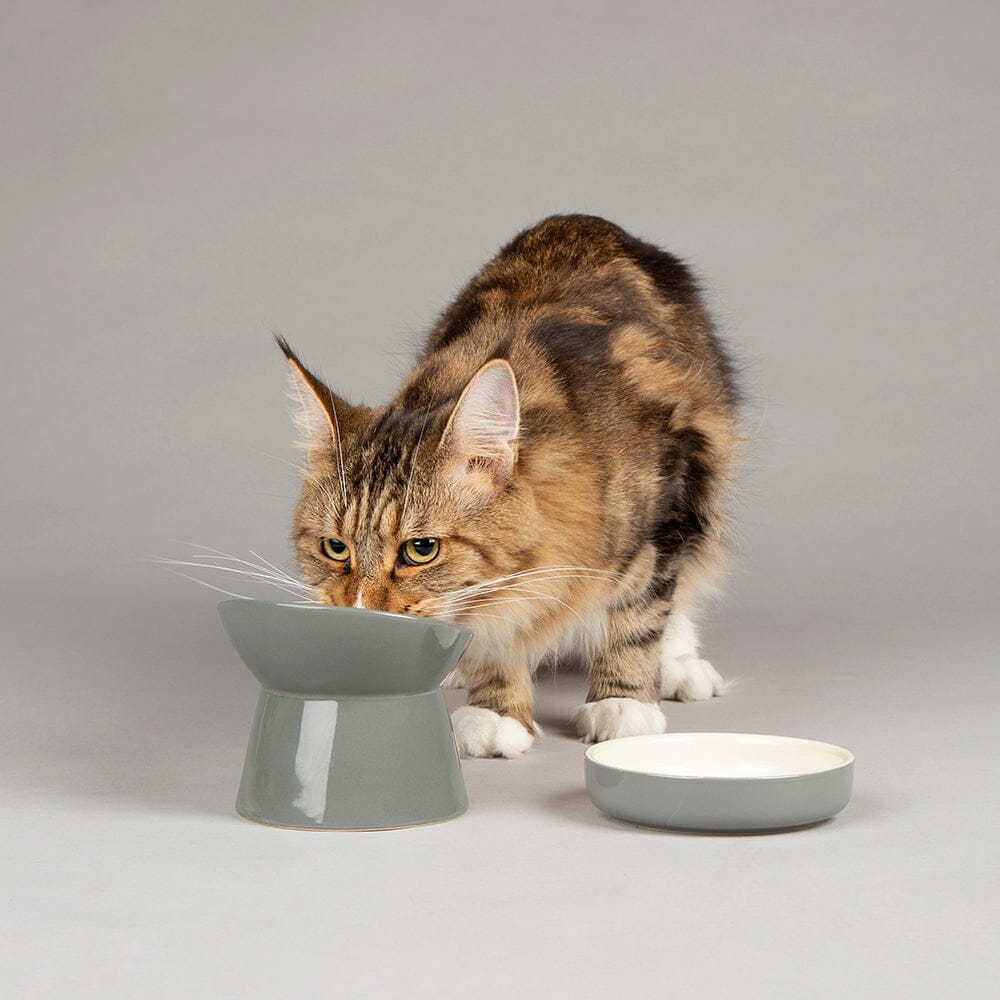 Scruffs Ceramic Raised Cat Dish