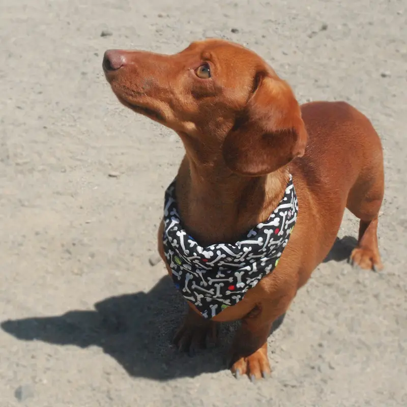 K9 Cooler Bandana
