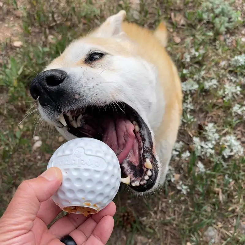Sodapup Golf Ball Treat Dispenser