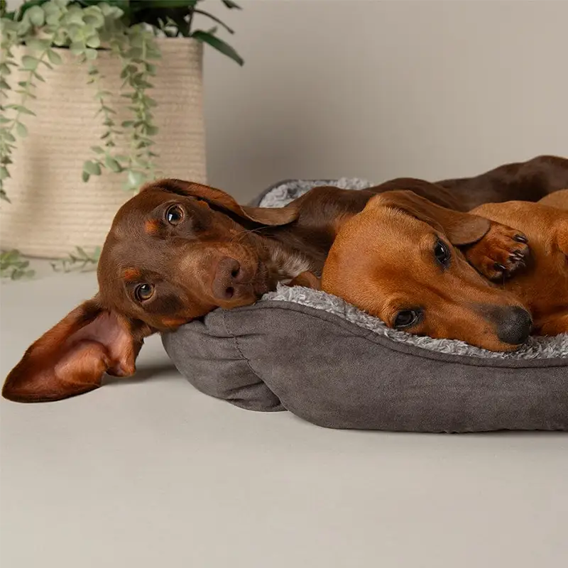 Scruffs Pet Beds
